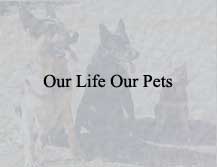 Our Life Our Pets